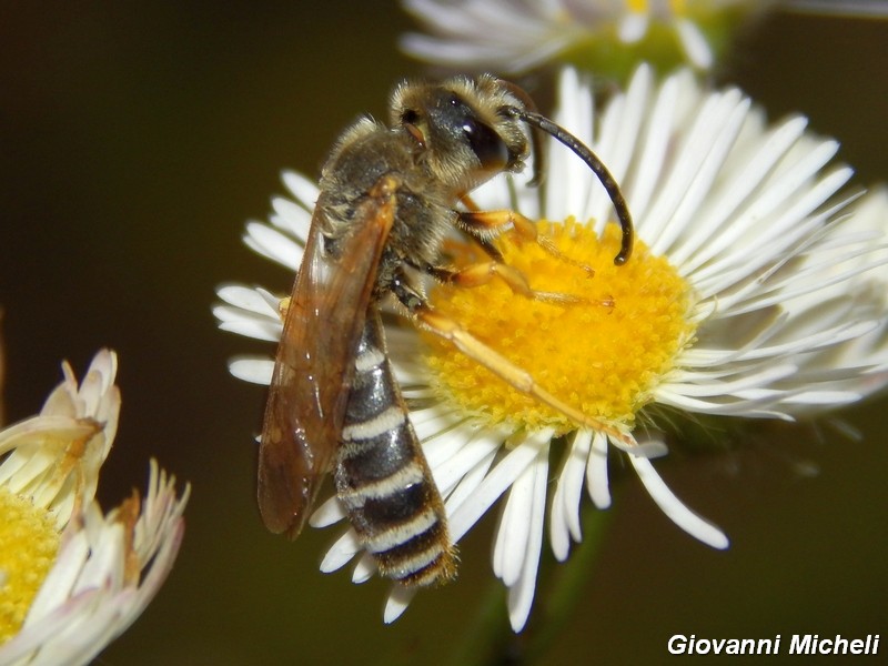 Halictus scabiosae(?)